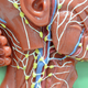Illustration for article titled Its His Immune System That You Actually Want to Sleep With
